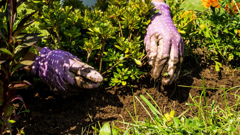 Scène extérieure de jardinage avec personne agenouillée travaillant la terre dans un potager ensoleillé, entourée de végétation verte luxuriante